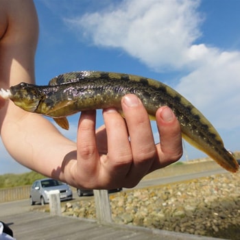 Lystfiskeri i sommerferien for børn, begyndere og øvede lystfiskere
