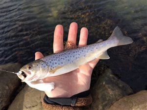 Havørred (Salmo trutta forma trutta) - Fanget d. 11. oktober 2024. havørredfiskeri, blink, tobis, flue, overspringer, grønlænder, nedfaldsfisk, blankfisk