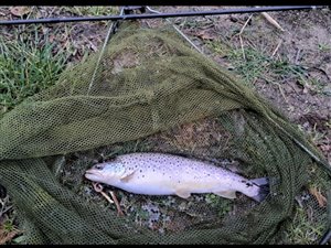 Havørred (Salmo trutta forma trutta) - Fanget d. 10. februar 2025. havørredfiskeri, blink, tobis, flue, overspringer, grønlænder, nedfaldsfisk, blankfisk