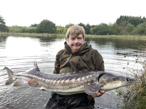 Hvid stør (Acipenser transmontanus) - Fanget d. 28. september 2024. størfiskeri, put and take