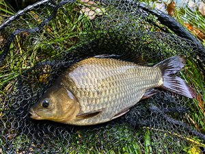 Karusse (Carassius carassius) - Fanget d. 27. september 2024. karussefiskeri, regnorm, stor