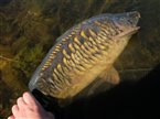 Spejlkarpe (inkl. koi karpe) (Cyprinus carpio) - Fanget d. 15. august 2024. spejlkarpefiskeri, lineær, skælkarpe, læderkarpe, regnorm, majs