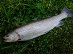 Tigerørred (Salmo trutta x Salvelinus fontinalis) - Fanget d. 22. oktober 2024. tigerørredfiskeri, dambrug, put and take, krydsning, bækørred, kildeørred