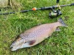 Tigerørred (Salmo trutta x Salvelinus fontinalis) - Fanget d. 2. februar 2025. tigerørredfiskeri, dambrug, put and take, krydsning, bækørred, kildeørred