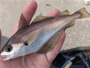 Skægtorsk (Trisopterus luscus) skægtorskfiskeri, torskefisk