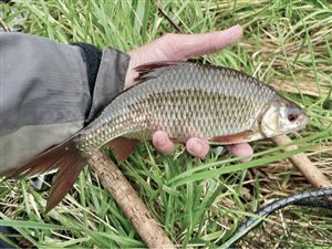 Skalle (Rutilus rutilus) - Fanget d. 14. marts 2025. skallefiskeri, sølv, regnorm, majs, brød, fredfisk