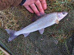 Stalling (Thymallus thymallus)  - Fanget d. 12. marts 2025.  stallingfiskeri, regnorm, laksefisk, gudenå, gudenåen