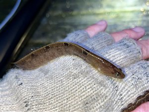 Tangspræl (Pholis gunnellus)