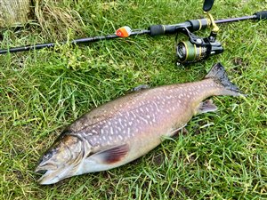 Tigerørred (Salmo trutta x Salvelinus fontinalis) - Fanget d. 2. februar 2025. tigerørredfiskeri, dambrug, put and take, krydsning, bækørred, kildeørred