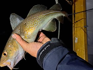 Torsk (Gadus morhua) - Fanget d. 20. juli 2024. torskefiskeri, blink, pilk, ophænger, blæksprutteforfang, nytårstorsk