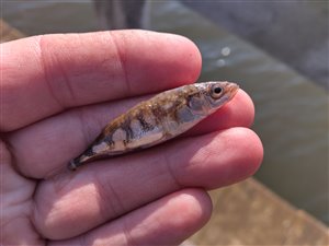 Trepigget hundestejle (Gasterosteus aculeatus) - Fanget d. 22. marts 2025. hundestejlefiskeri, pigge, regnorm