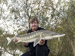 Vestatlantisk stør (Acipenser oxyrinchus) størfiskeri